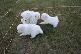 Angel's Pups